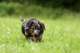 BEAUCERON - PUPPIES 305